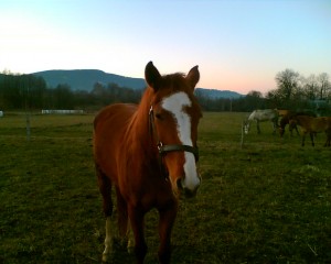 Obrazek