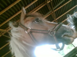 Obrazek