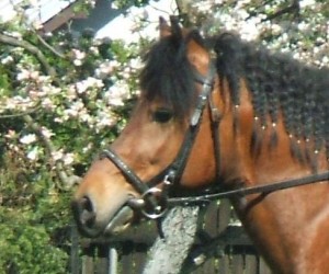 Obrazek