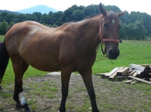 Obrazek